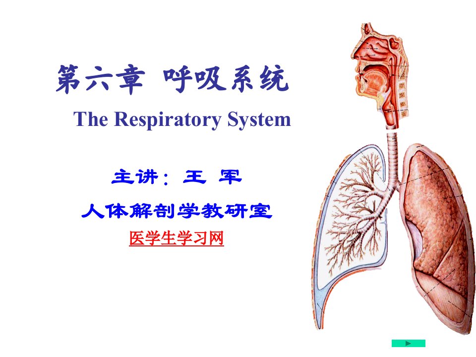 系统解剖学ppt课件---呼吸系统