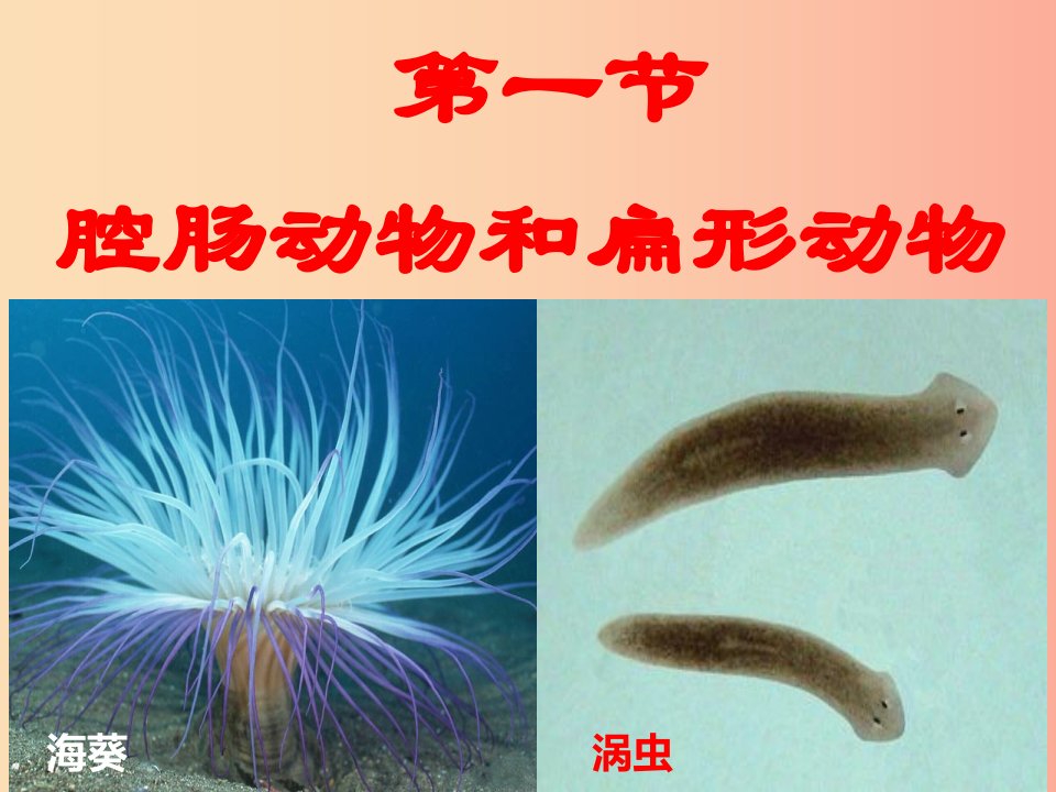 辽宁省凌海市2019年八年级生物上册5.1.1腔肠动物和扁形动物课件