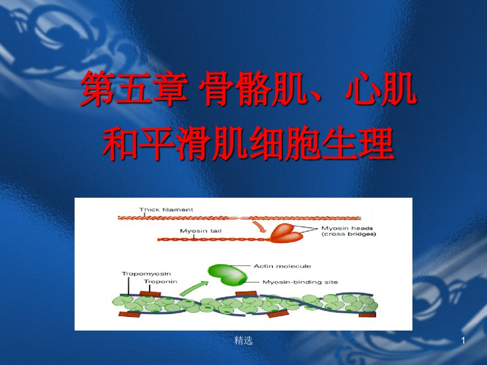 骨骼肌、心肌和平滑肌细胞生理ppt课件