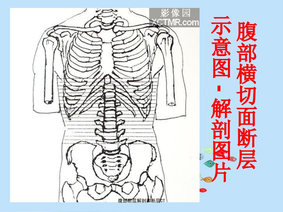 腹部断层解剖和断层CT