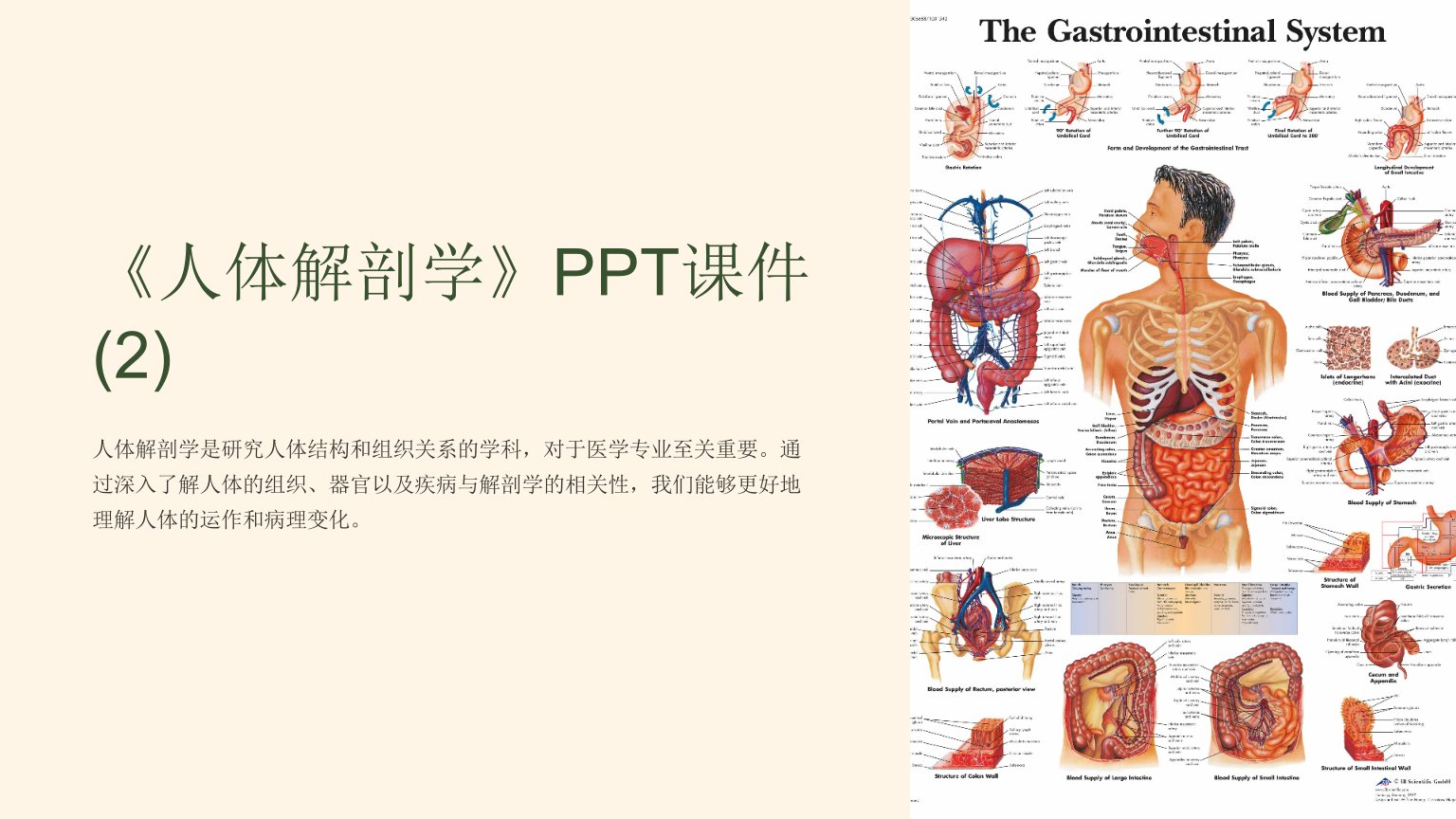《人体解剖学》课件
