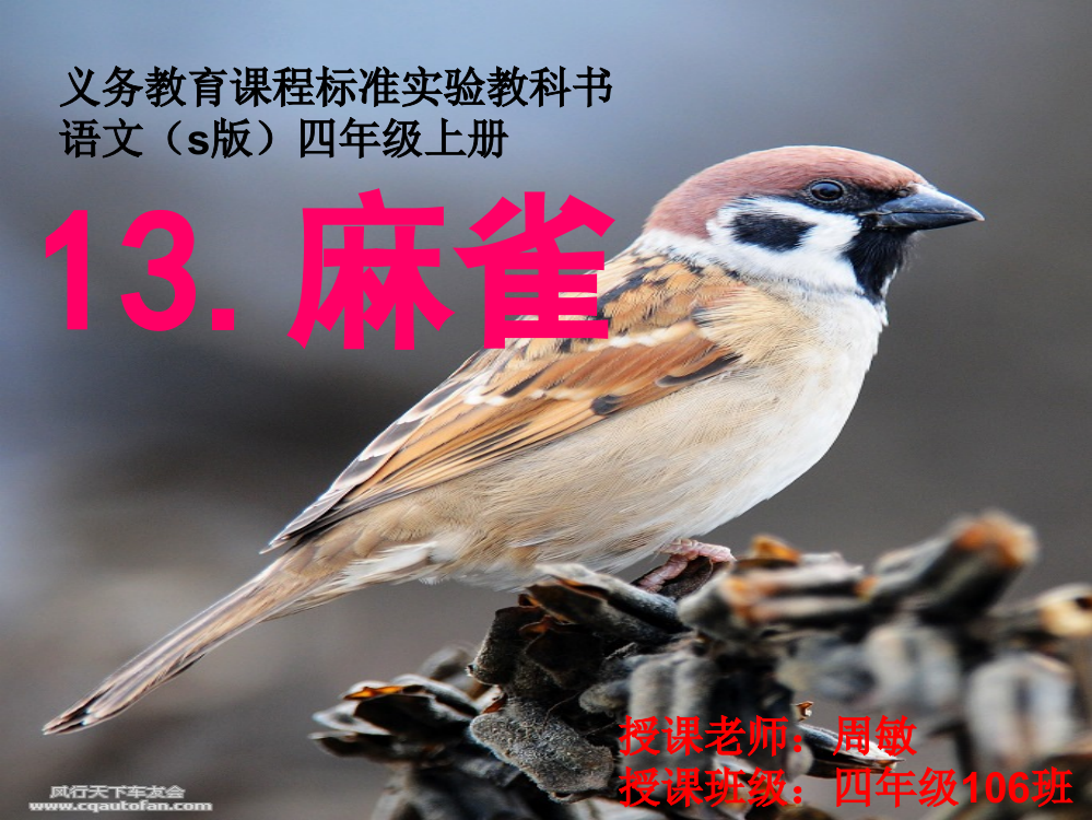 四年纪上册语文《13.麻雀》课件.ppt1