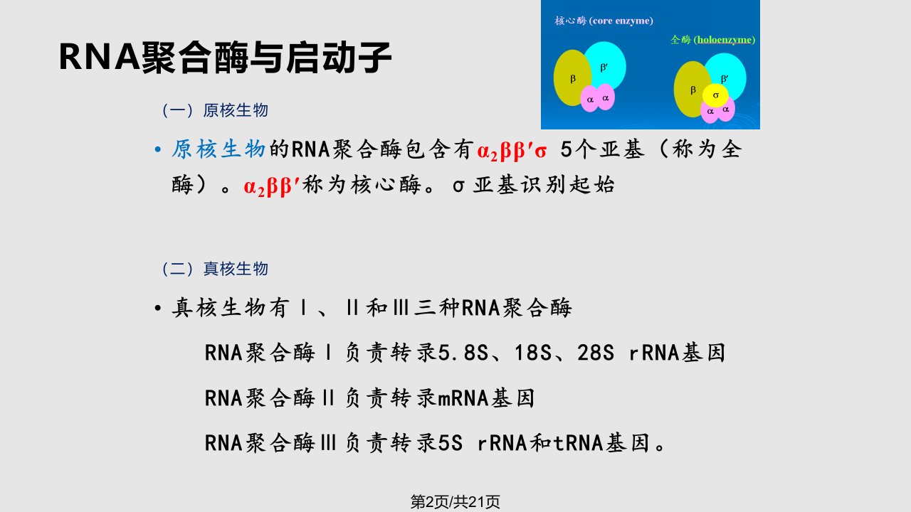 执业兽医资格考试生物化学核酸的功能与分析技术