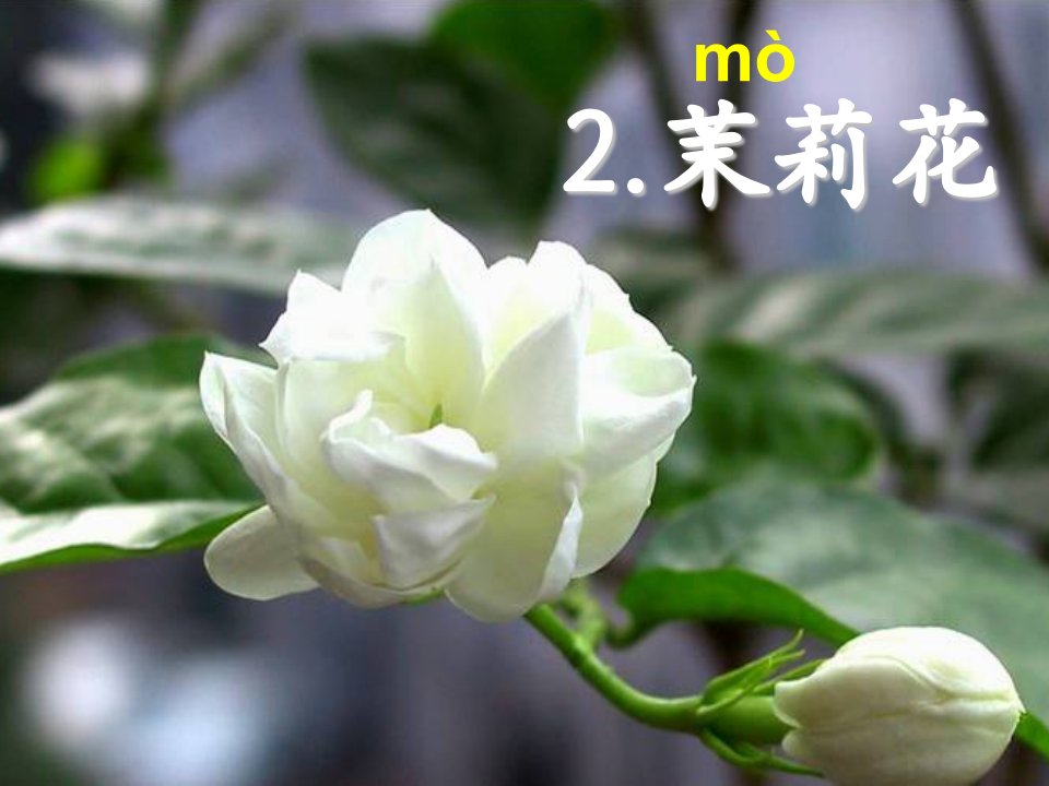 沪教版语文三上《茉莉花》ppt课件1