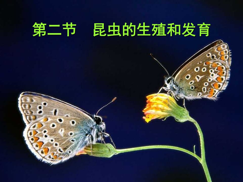 第二节昆虫的生殖和发育名师编辑PPT课件