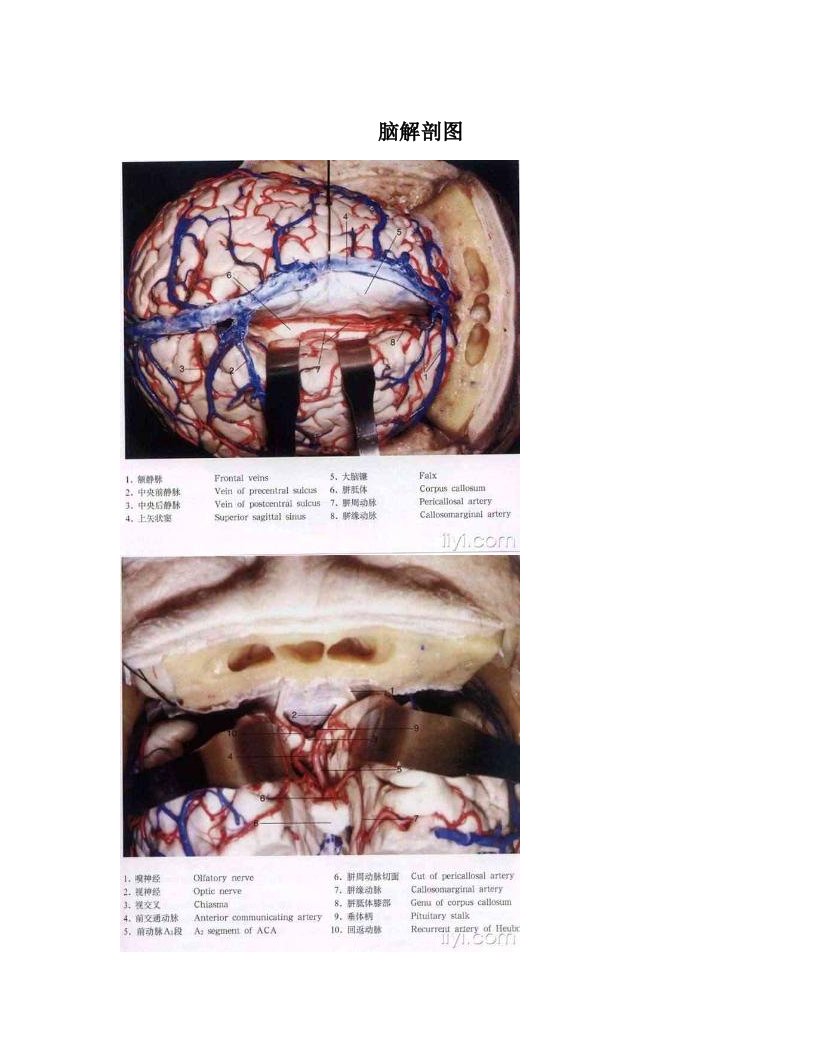 脑解剖图