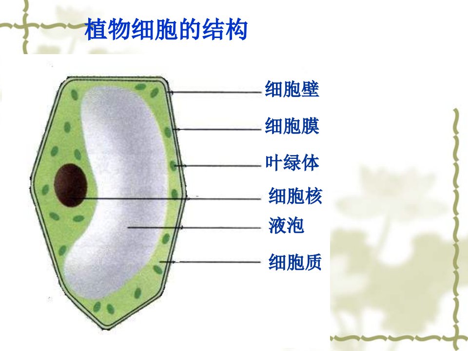 新修改细菌和真菌复习课(1)