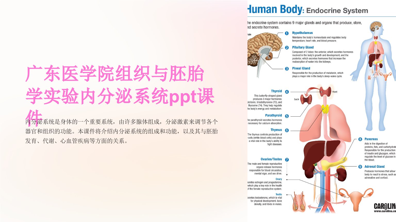 广东医学院组织与胚胎学实验内分泌系统课件