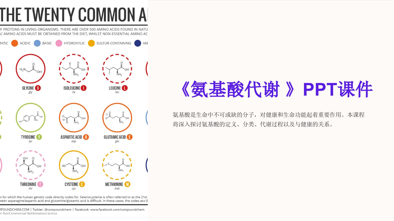 《氨基酸代谢