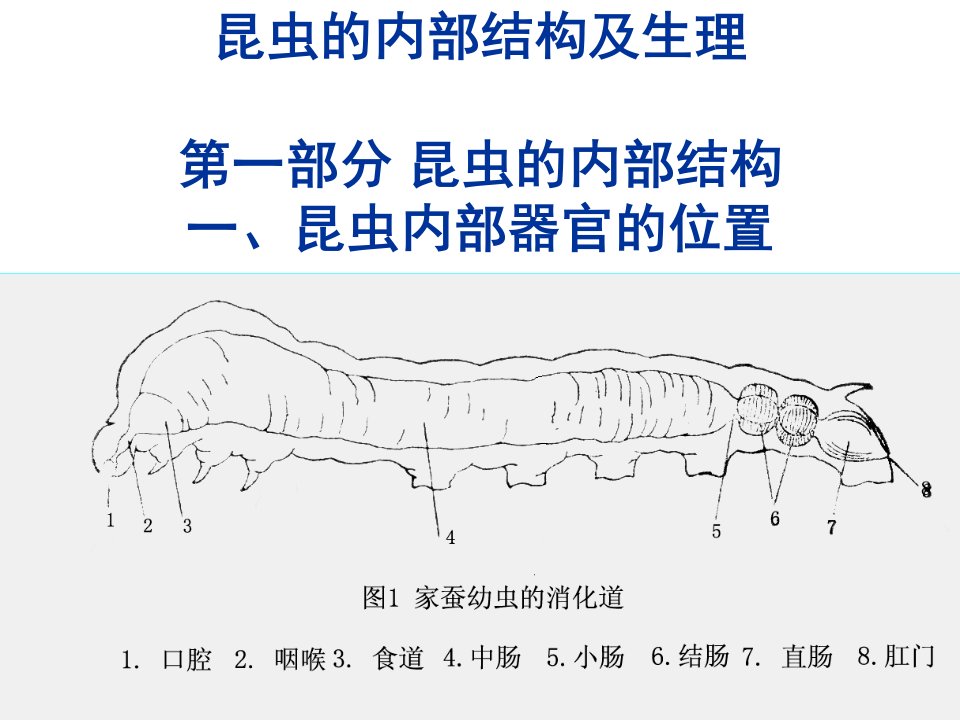 昆虫的内部结构及生理