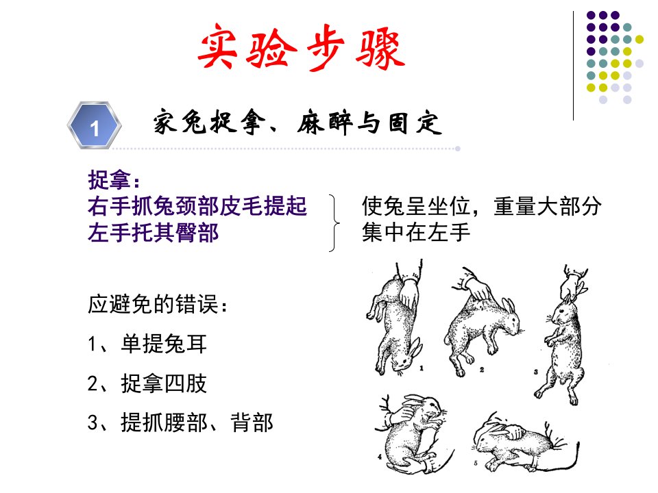 机能学实验家兔的捉拿麻醉气管插管