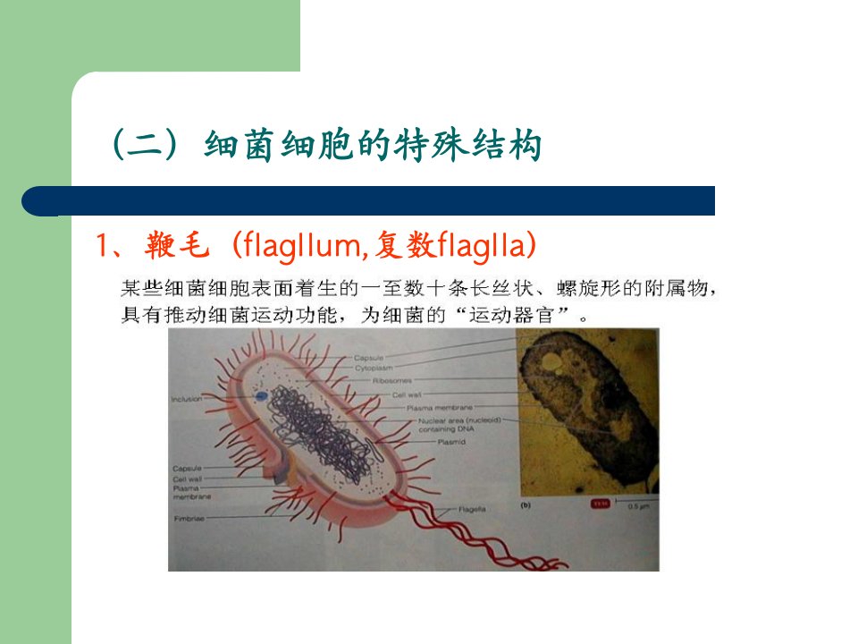 《细菌二放线菌》PPT课件