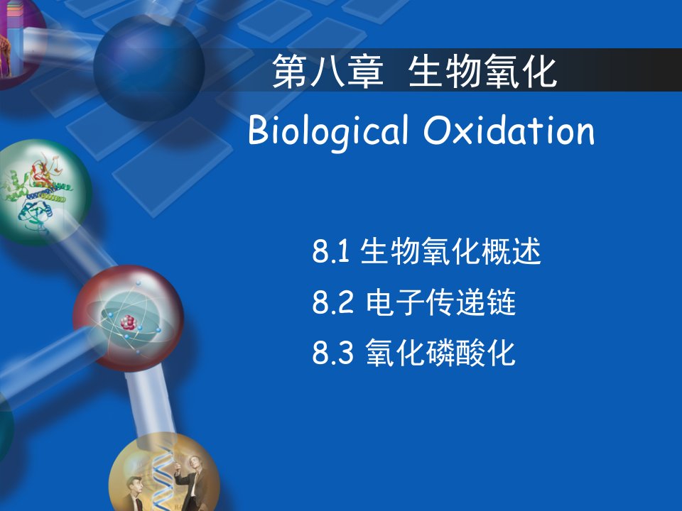 第五章生物氧化第二节电子传递链ppt课件