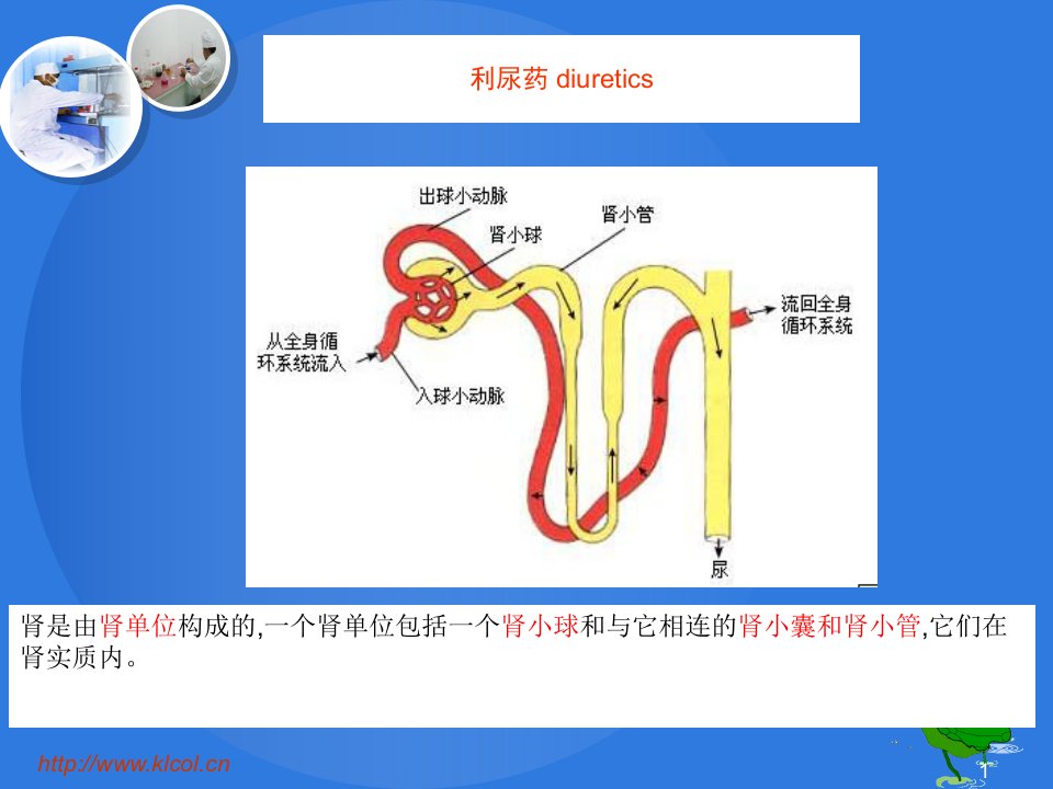 药物化学甾体药物课件