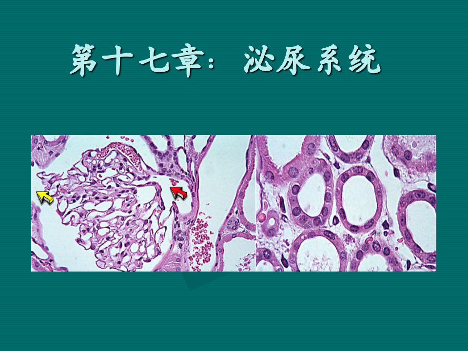 泌尿系统组织学课件