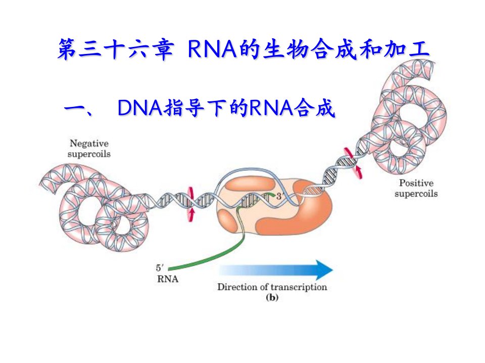 第36章RNA的生物合成和加工课件