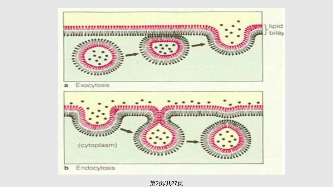 细胞能量通货ATP获奖