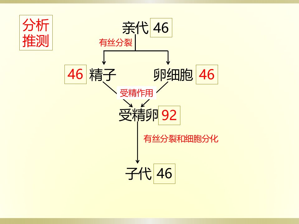 减数分裂中的染色体行为变化