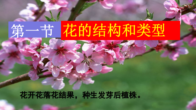 411花的结构和功能全解