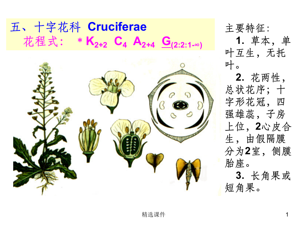 药用植物学课件——-被子植物代表植物(二)