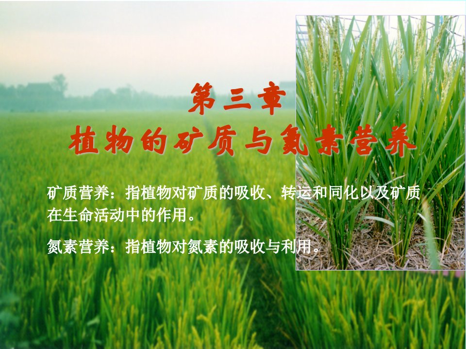 植物矿质与氮素营养-课件（ppt·精·选）