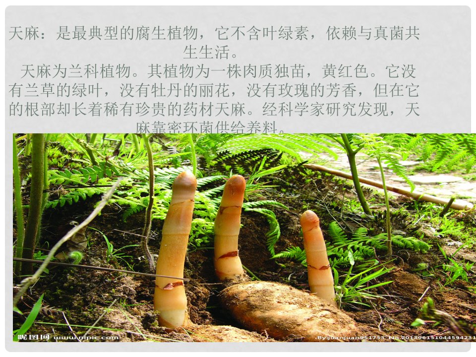 吉林省前郭尔罗斯蒙古族自治县七年级生物上册