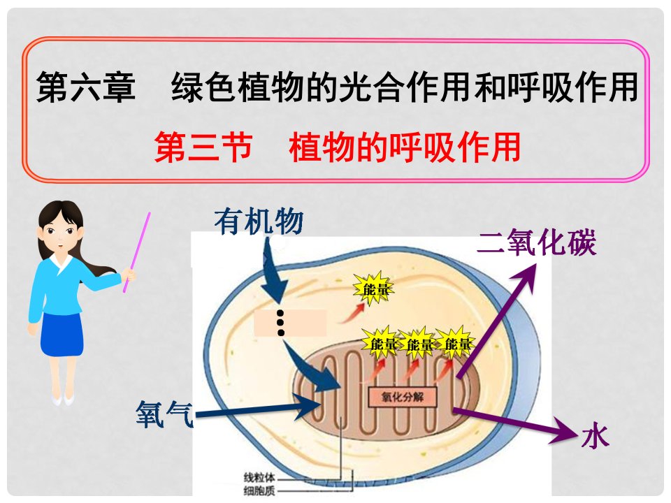 七年级生物上册