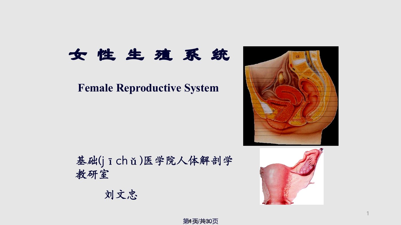 人体解剖学女性生殖系统学习教案