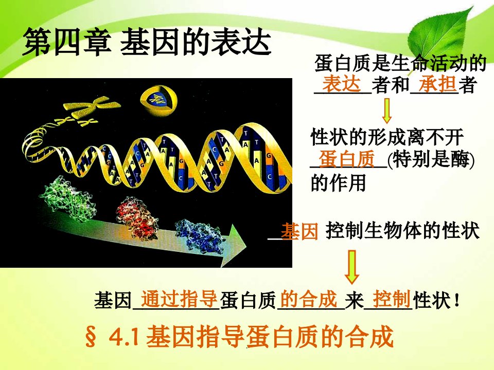 基因指导蛋白质的合成(6)