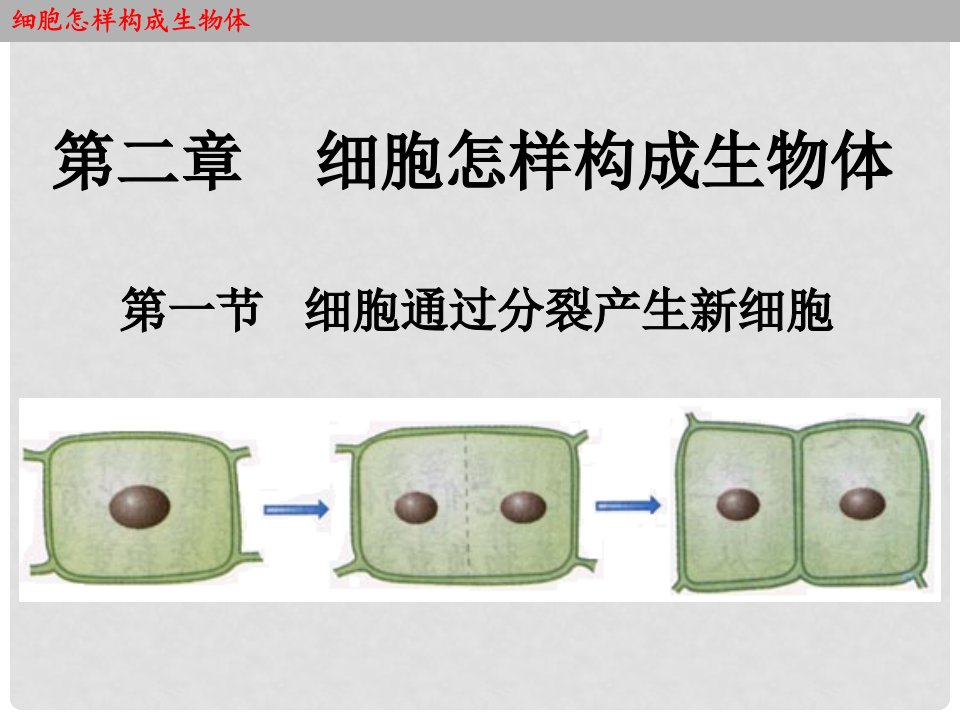 七年级生物上册