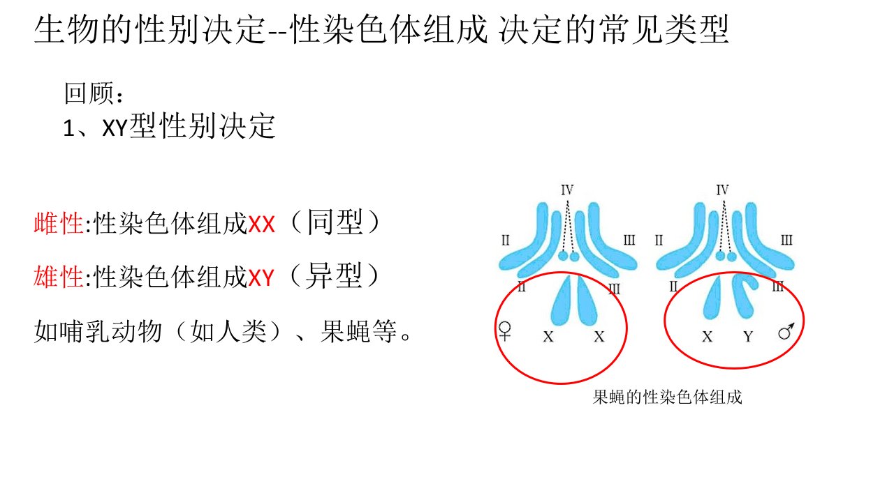 伴性遗传-ZW型ppt课件