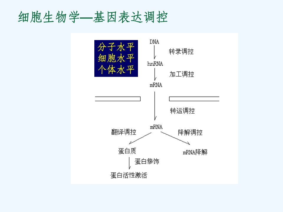 细胞生物学2基因表达调控ppt课件