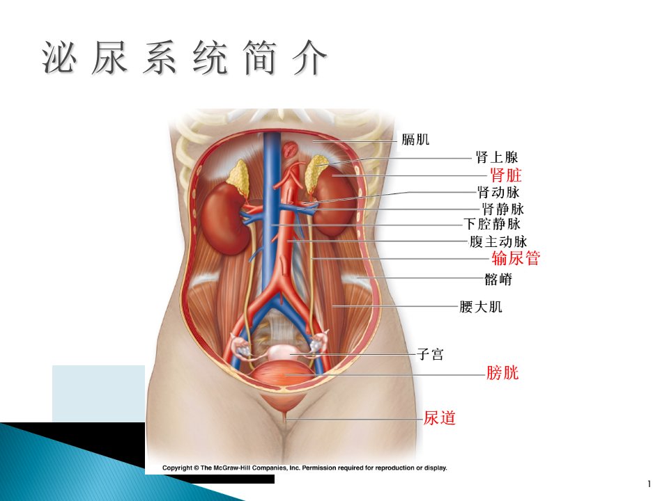 尿液检验单的解读