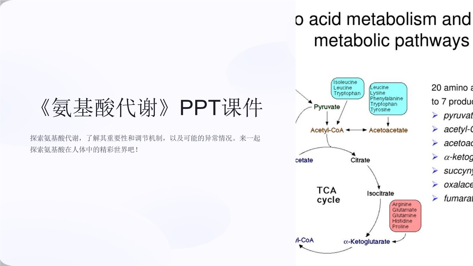 《氨基酸代谢》课件