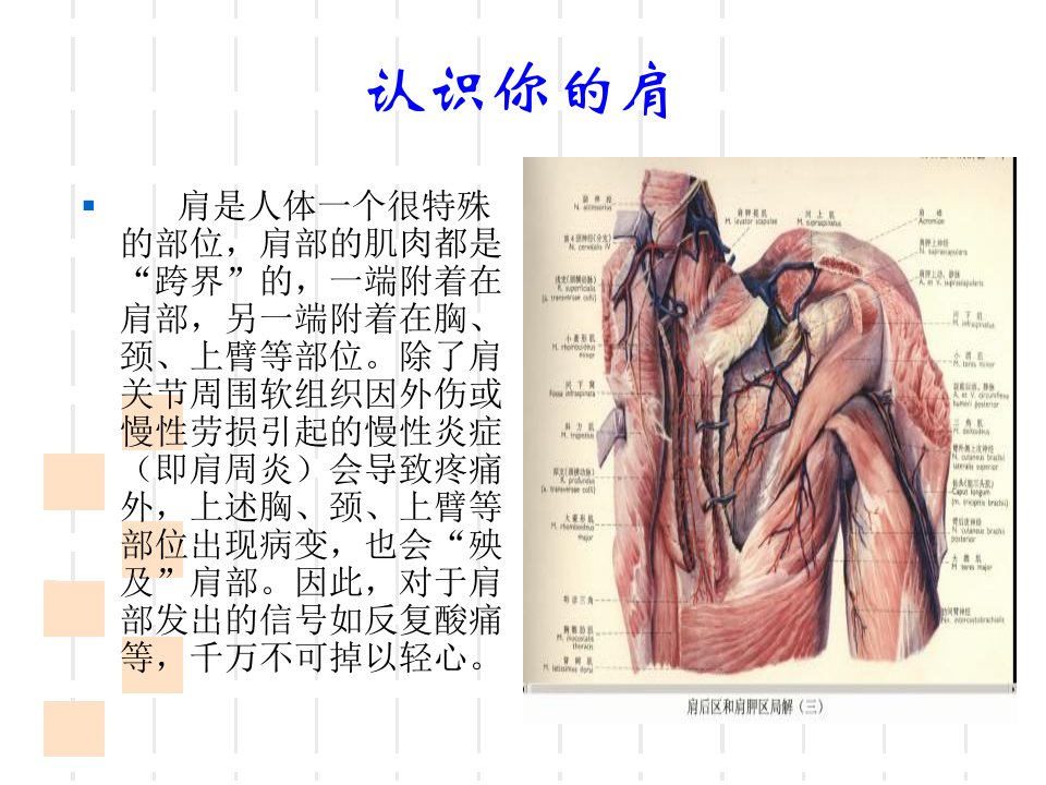 最新平衡针灸针刺肩痛穴完成的PPT课件