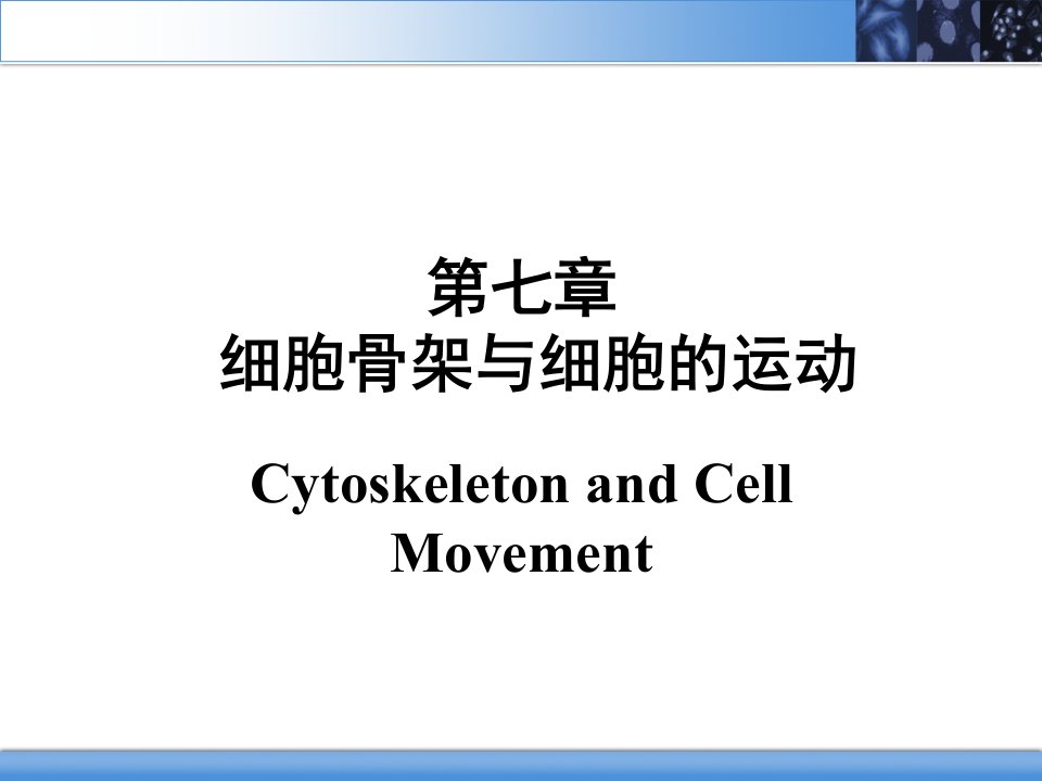细胞骨架与细胞的运动ppt课件