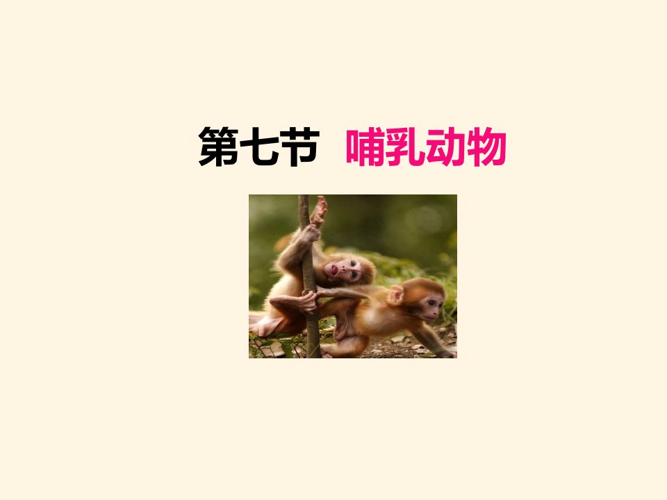 人教版八年级上册生物ppt课件-5.1.7哺乳动物