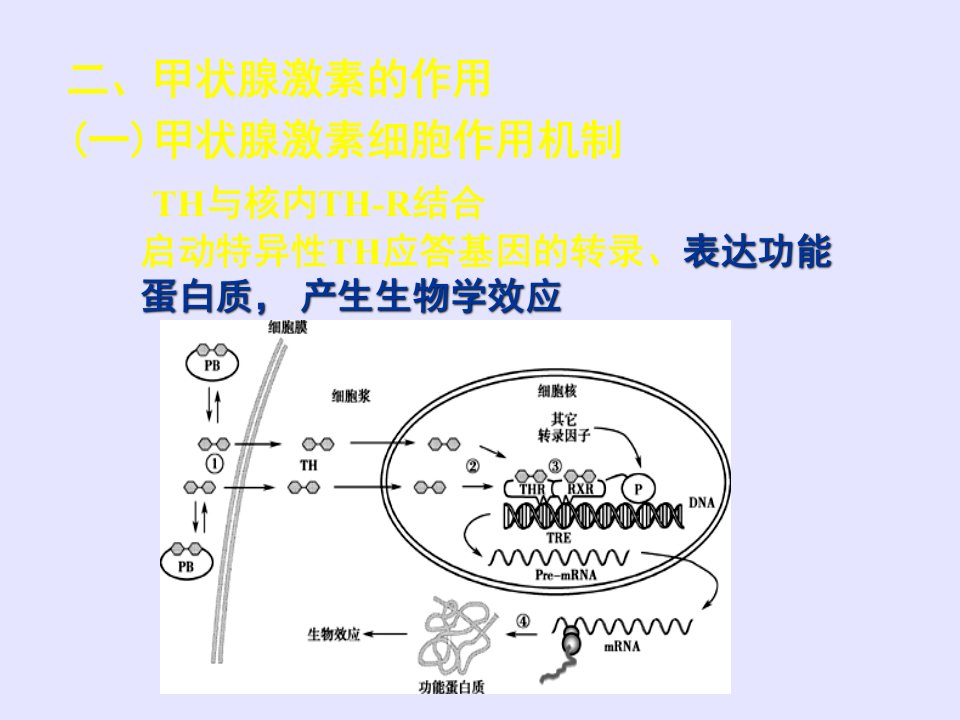 生理学课件内分泌3甲状腺激素的作用知识介绍