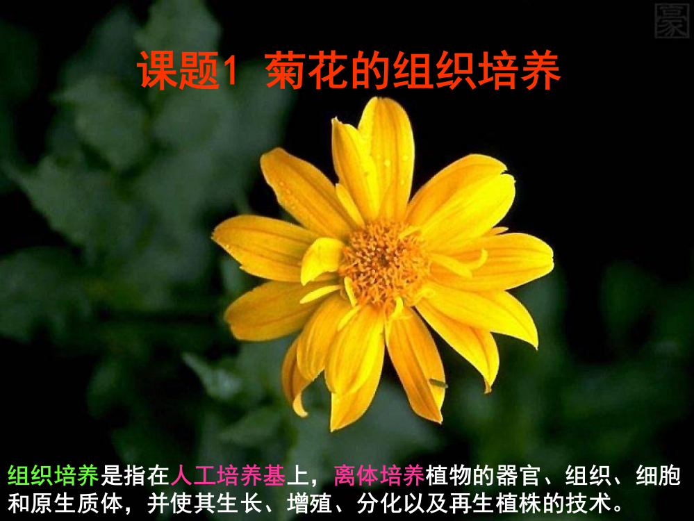 菊花的组织培养ppt课件