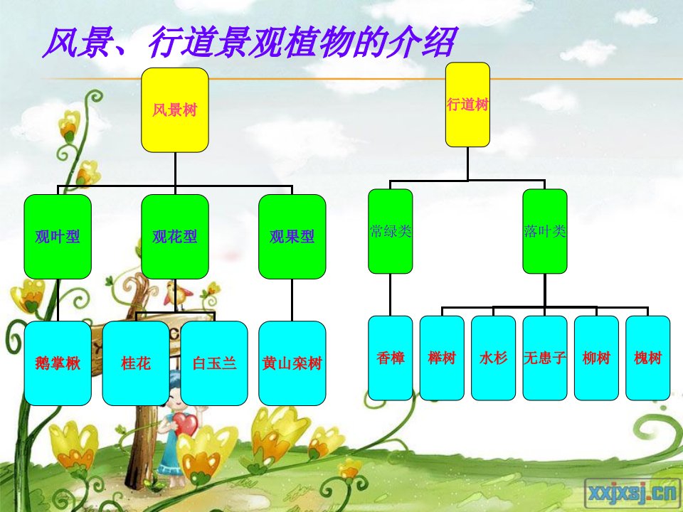 风景、行道景观植物介绍