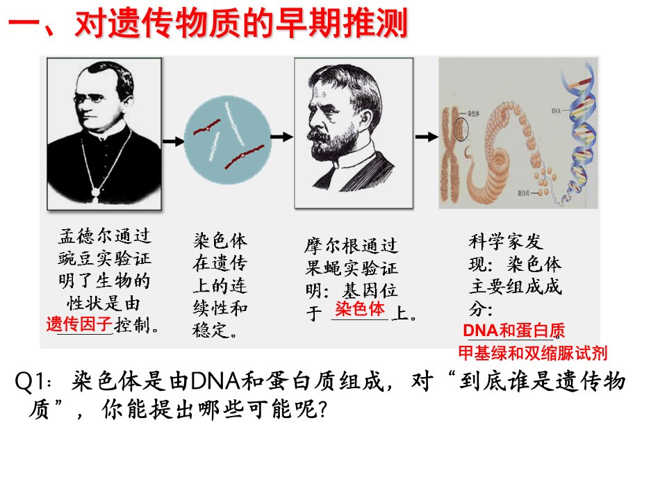 DNA是主要的遗传物质曾世明