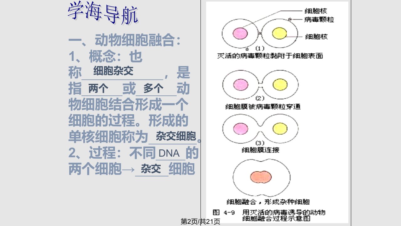 k动物细胞融合与单克隆抗体课时