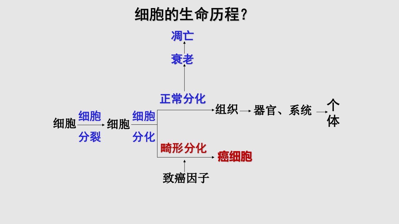 高三生物一轮复习细胞的分化衰老和癌变