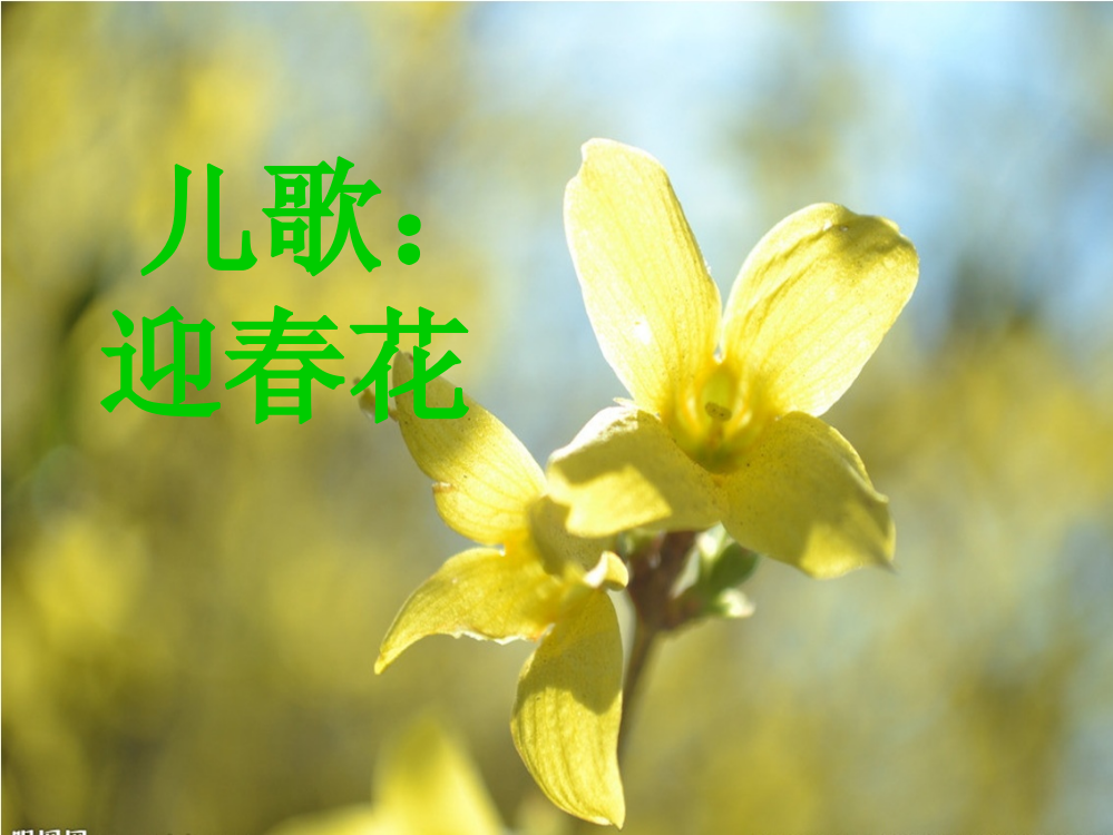 小班儿歌迎春花