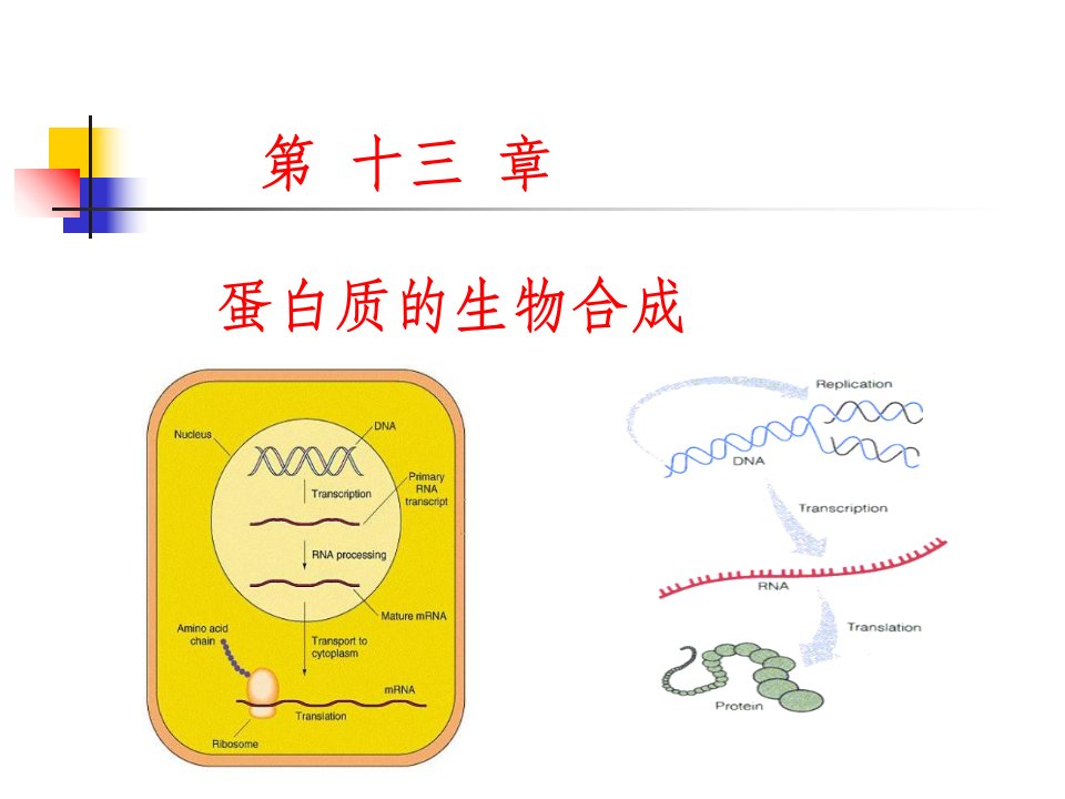 生物化学第十三章蛋白质生物合成