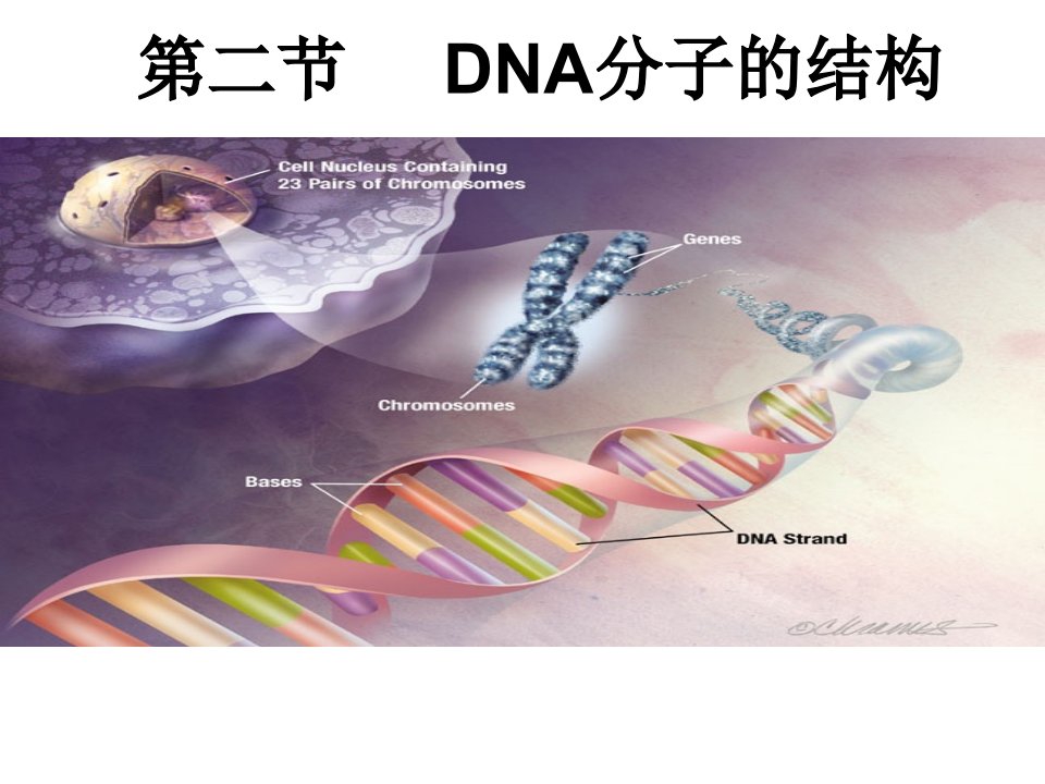 人教版教学课件生物人教版32DNA分子的结构课件