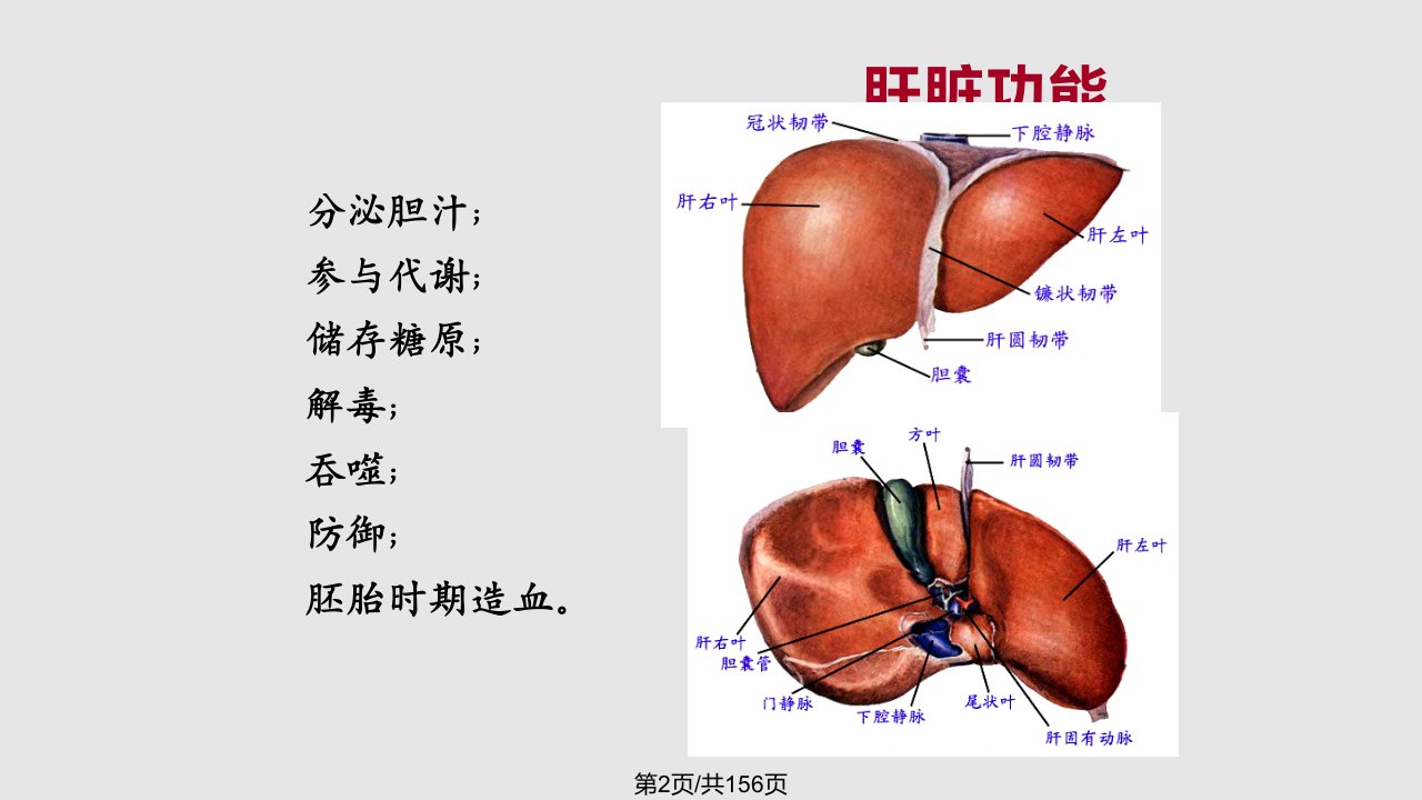 肝脏的CT影像诊断最全版