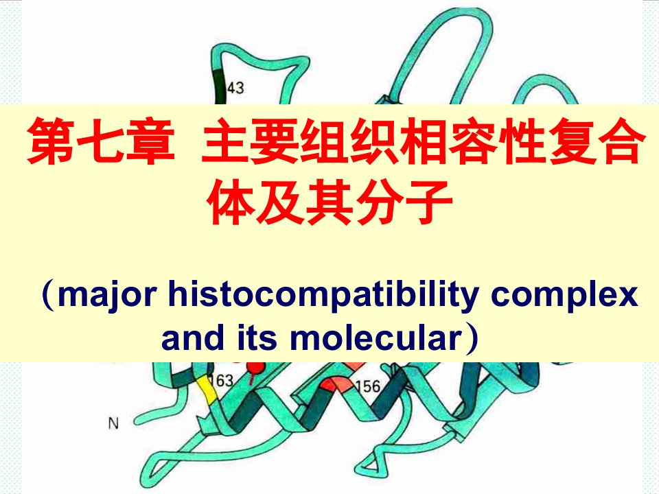 组织设计-主要组织相容性复合物及其分子