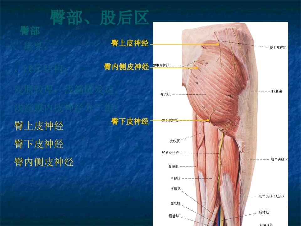 局部解剖学课件-臀区及下肢(学院)