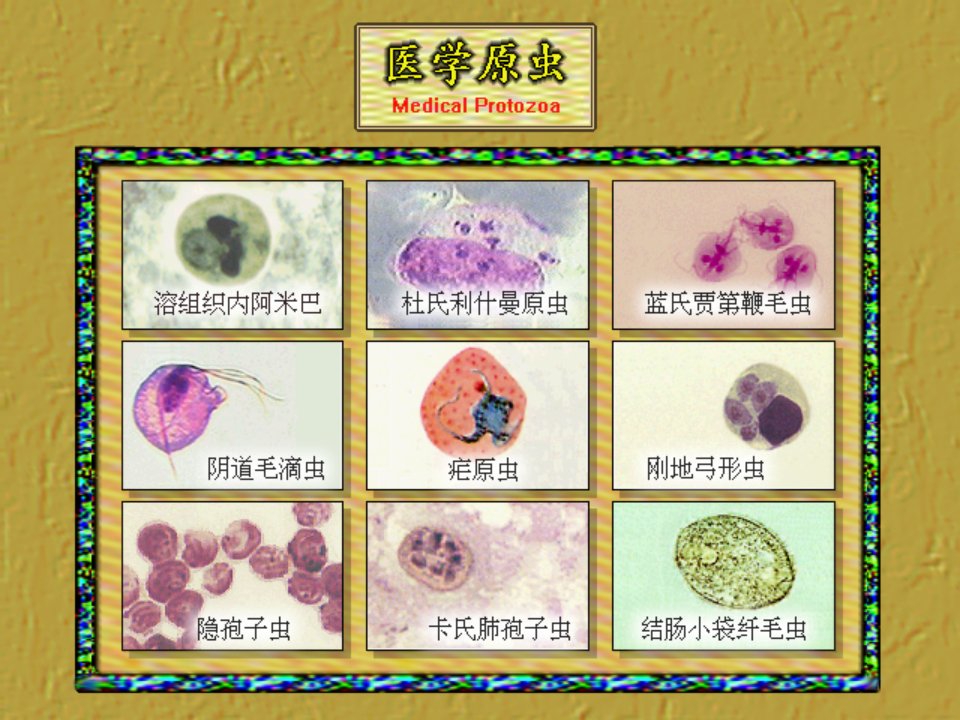 人体寄生虫原虫概述、溶组织阿米巴